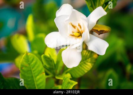 Wunderschöne weiße Blume mit grünem Laub. Gardenia jasminoides (Cape Jasmine) als Gartendekoration. Nahaufnahme Stockfoto