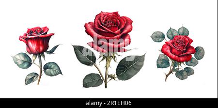 Rote Rosen, weißer Hintergrund, Aquarelle Stockfoto