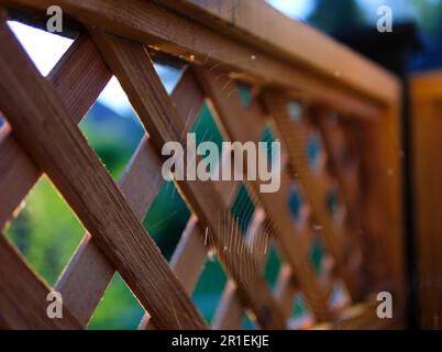 Mattiertes Spinnennetz vor einem Holzzaun. Hochwertiges Foto Stockfoto