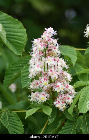 Rosskastanie (Aesculus Hippocastanum) Blütenstand Stockfoto