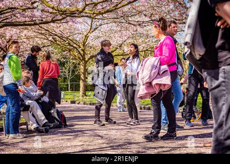 Besucher der Kirschbaumblüte auf dem Bispegjerg Friedhof in Kopenhagen, Dänemark Stockfoto