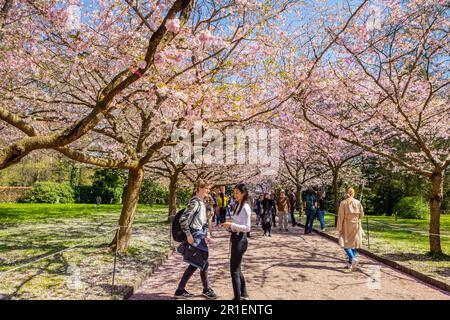 Besucher der Kirschbaumblüte auf dem Bispegjerg Friedhof in Kopenhagen, Dänemark Stockfoto