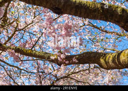 Kirschbaumblüte auf dem Bispegjerg Friedhof in Kopenhagen, Dänemark Stockfoto