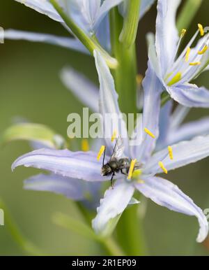 Mason-Biene, die eine blaue Kamas-Blume bestäubt (Osmia lignaria) Stockfoto