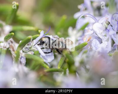 Mason Biene, die eine Rosmarin bestäubt (Osmia Lignaria auf Salvia rosmarinus) Stockfoto