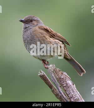 Ein Dunnock, der in einer Filiale in Gloucestershire UK gut posiert Stockfoto