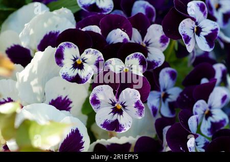 Gruppe kleiner blühender Veilchen in Lila und Weiß im Garten im Frühling in Schweden. Stockfoto