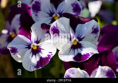 Gruppe kleiner blühender Veilchen in Lila und Weiß im Garten im Frühling in Schweden. Stockfoto