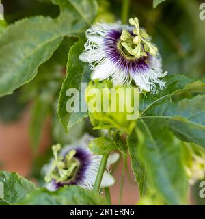 Passiflora, auch als die Leidenschaft Blumen oder Leidenschaft Reben genannt, ist eine Pflanzenart aus der Gattung der über 550 Arten von Blütenpflanzen, die Art der Gattung der Familie Pass Stockfoto