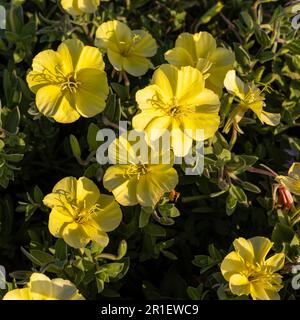 Oenothera drummondii ist eine Strauchart der Familie Onagraceae. Sie haben eine selbsttragende Wachstumsform. Sie stammen aus der Vereinigten S. Stockfoto