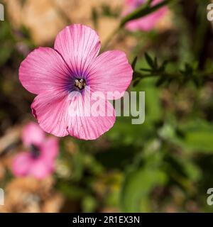 Rosa Blumen von Linum pubescens, der haarige rosa Flachs in einer Wildnis. Die krautige Blütenpflanze der Gattung Linum aus dem östlichen Mittelmeerraum. Stockfoto