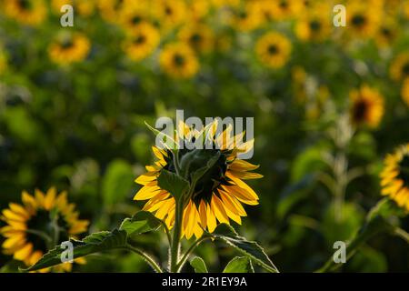 Goiânia, Goias, Brasilien – 10. Mai 2023: Eine Sonnenblume im Fokus und eine Plantage außerhalb des Fokus. Fotografiert gegen Licht und von hinten. Stockfoto