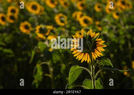 Goiânia, Goias, Brasilien – 10. Mai 2023: Eine Sonnenblume im Fokus und eine Plantage außerhalb des Fokus. Fotografiert gegen Licht und von hinten. Stockfoto