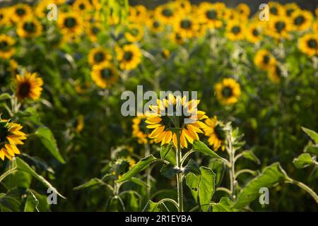 Goiânia, Goias, Brasilien – 10. Mai 2023: Eine Sonnenblume im Fokus und eine Plantage außerhalb des Fokus. Fotografiert gegen Licht und von hinten. Stockfoto