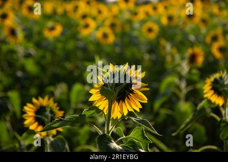 Goiânia, Goias, Brasilien – 10. Mai 2023: Eine Sonnenblume im Fokus und eine Plantage außerhalb des Fokus. Fotografiert gegen Licht und von hinten. Stockfoto