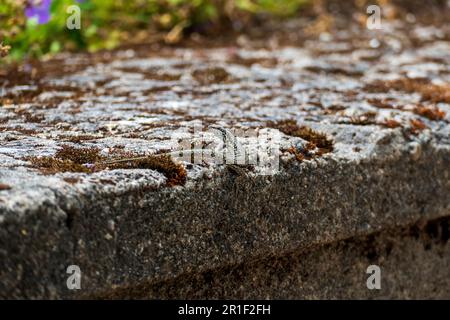 eidechse, Podarcis siculus coeruleus sitzt gut getarnt auf einer Mauer Stockfoto