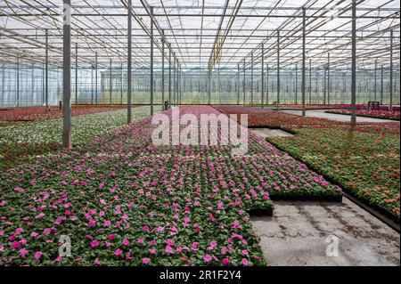 Anbau verschiedener Sommerbepflanzungen, Begonien, Petunien, Jungpflanzen und Blütenpflanzen, dekorative oder dekorative Gartenpflanzen, die in den Niederlanden wachsen Stockfoto