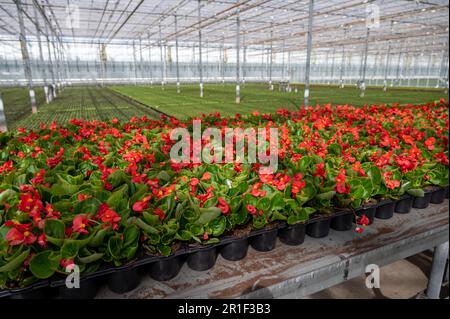 Anbau verschiedener Sommerbepflanzungen, Begonien, Petunien, Jungpflanzen und Blütenpflanzen, dekorative oder dekorative Gartenpflanzen, die in den Niederlanden wachsen Stockfoto