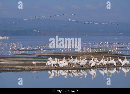 Große Herden von Pelikanen und rosa Flamingos versammelten sich auf dem Nakuru-See Stockfoto