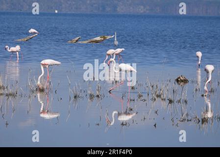 Weiße Flamingos, die sich in den Gewässern des Nakuru-Sees spiegeln Stockfoto