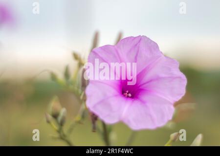 Rosafarbene Blume mit verschwommener Vegetation im Hintergrund. Stockfoto