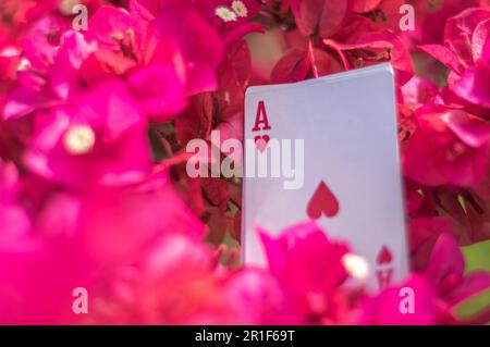 Ass von Clubs, Gold, Bechern, Stöcken und Herzen, mit Blumen im Hintergrund, abstraktes Konzept. Stockfoto