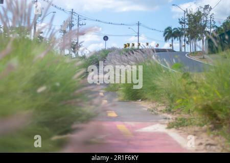 Campinas-sp, Brasilien, Mai 12,2023 Radweg umgeben von Vegetation an einem sonnigen Tag, Radfahrkonzept, urbane Natur. Stockfoto