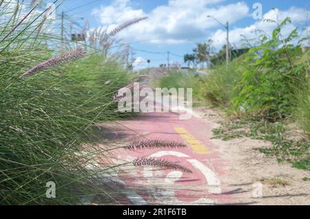 Campinas-sp, Brasilien, Mai 12,2023 Radweg umgeben von Vegetation an einem sonnigen Tag, Radfahrkonzept, urbane Natur. Stockfoto