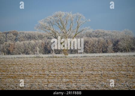 Eine Winterlandschaft in Westfalen, Deutschland, mit einem einsamen Baum inmitten eines schneebedeckten Feldes Stockfoto