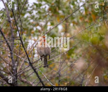12. Mai 2023, Malibu, CA, USA: Ein männlicher Hausfink (Haemorhous mexicanus) sitzt in einem Busch in der Malibu Lagune. Stockfoto