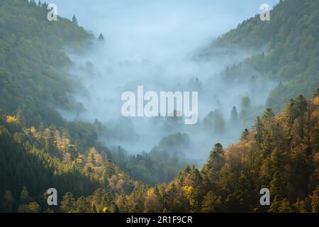 Ein majestätischer, von Nebel umgebener Berg mit einer üppigen Baumdecke an den Hängen Stockfoto