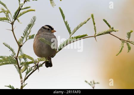 Weiß gekrönter Sparrow auf einem Ast Stockfoto