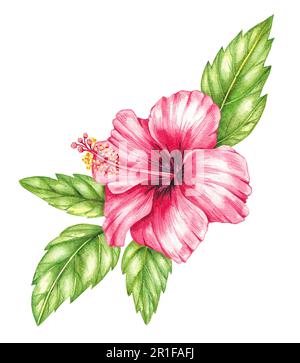 Aquarell roter Hibiskus auf weißem Hintergrund. Isolierter Hibiskus für die Gestaltung von Einladungen, Karten, Verpackungen, Etiketten, Hintergründen, Stockfoto