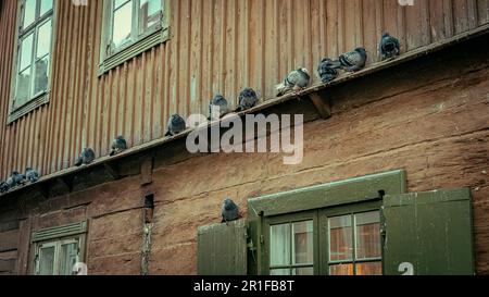 Eiskalte Tauben, die auf einem Hausvorsprung sitzen Stockfoto