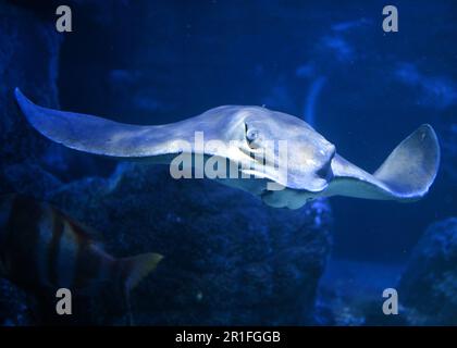 Berlin, Deutschland. 12. Mai 2023. Ein Rochen (Batomorphi) schwimmt in einem Aquarium des Sealife (durch die Glasscheibe des Tanks geschossen). Das Aquarium wird voraussichtlich am 15. Mai 2023 wieder eröffnet. (Zu dpa 'After Burst Aquadome: Sealife Aquarium in Berlin wird wieder geöffnet') Credit: Soeren Stache/dpa/Alamy Live News Stockfoto