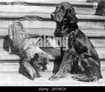 Archivfoto: Whoopie und Englehurst Gillette zwei der Weißen Haus Hunde ca. 1929 Stockfoto