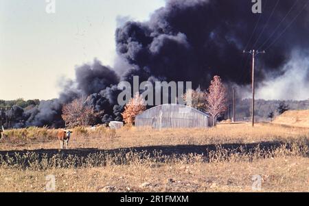 Texas-Buschfeuer auf einer Farm, eine hereford-Kuh auf einer Weide. November 1956 Stockfoto