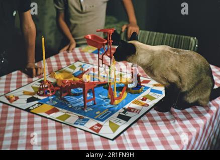 Eine siamesische Katze schaut sich ein Mouse Trap Brettspiel aus nächster Nähe an. 1964-1969 Stockfoto