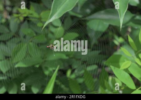 Vom Zentrum aus sehen Sie eine orientalische Spiny Orb Weaver Spinne (Gasteracantha geminata), die auf ihrem Spinnennetz über einer Grasfläche sitzt Stockfoto