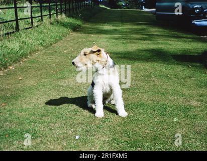 Hund draußen, nach links schauen ca. 1950er Stockfoto