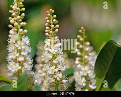 Blühender Kirsche Lorbeer, Prunus laurocerasus, im Frühjahr Stockfoto