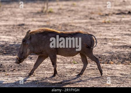 Nahaufnahme eines Gemeinen Warthogs, Phacochoerus africanus, der um den Chobe-Nationalpark, Botswana, herumläuft. Stockfoto