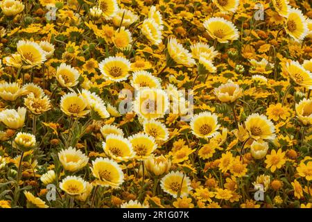 Coastal Tidytips und California Goldfields in Mori Point, Pacifica, Kalifornien, USA. Stockfoto