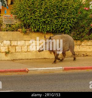 Haifa, Israel - 13. Mai 2023: Blick auf ein Wildschwein auf der Straße in Haifa, Israel Stockfoto
