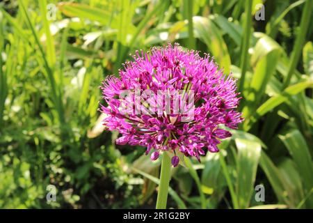 Allium Hollandicum Stockfoto