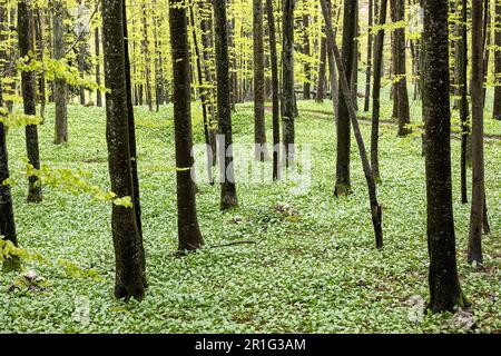 Wunderschöne Felder mit wildem Knoblauch (Allium ursinum) im Wald von Kocevski rog, Urwald in notranjska Region, Kocevje, slowenien Stockfoto