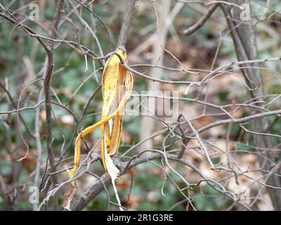 Bananenschale hängt an einem kahlen Baum Stockfoto