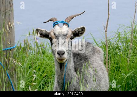 Eine Ziege, die mit einem Seil auf einem Holzpfahl befestigt ist Stockfoto