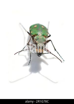 Grüne Tigerkäfer Cicindela Campestris Front isoliert auf weißem Hintergrund Stockfoto