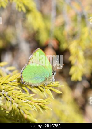 Grüne Haarsträhne Schmetterling Callophrys Rubin auf einer Kiefer Stockfoto